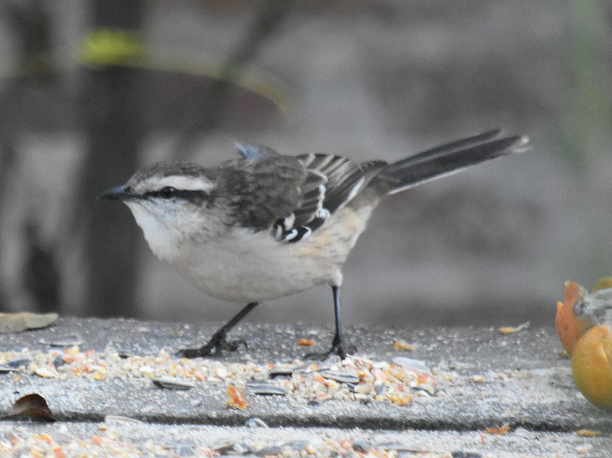 Chalk-browed Mockingbird - ML622123724