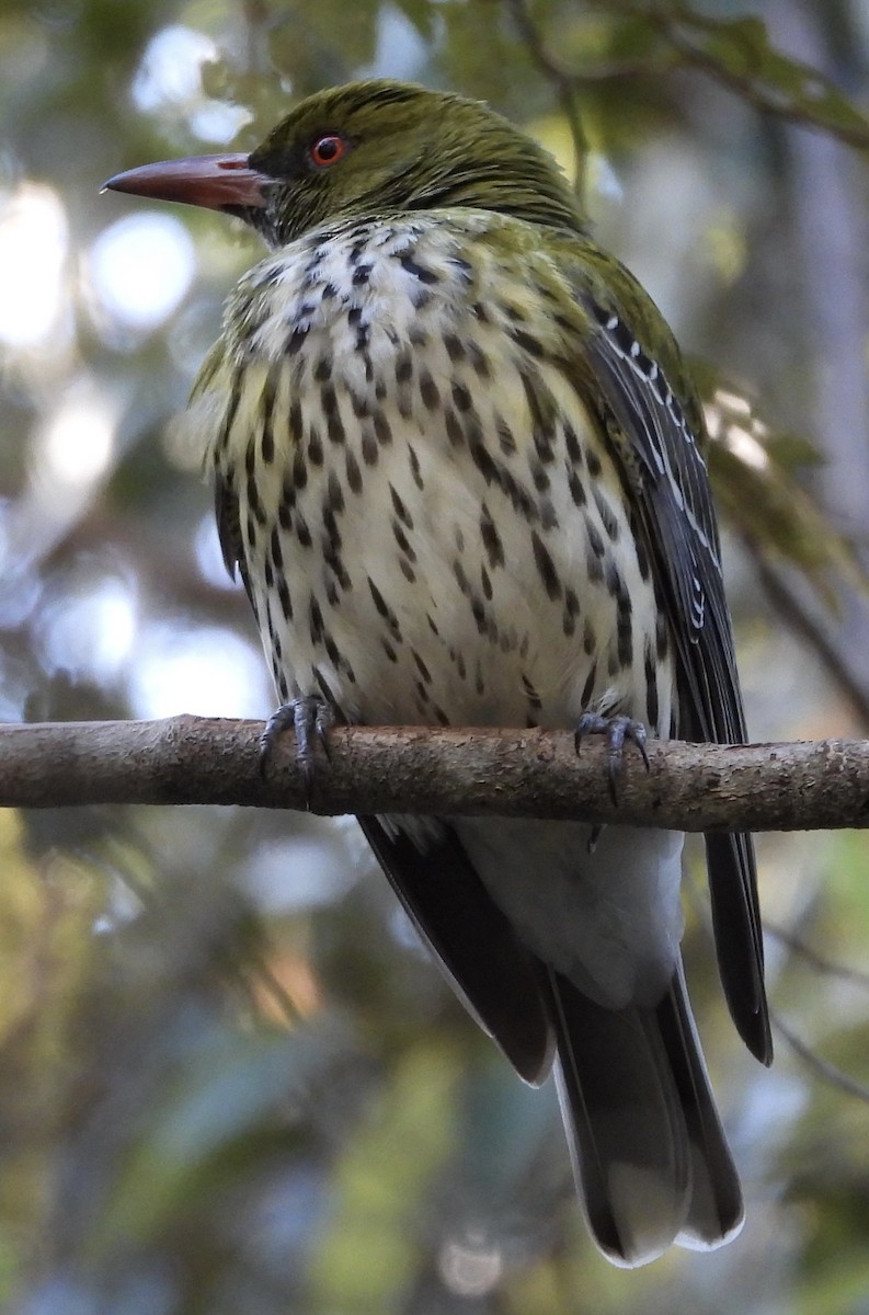 Olive-backed Oriole - ML622123725