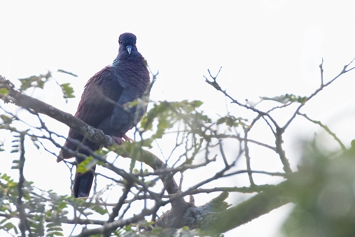 Delegorgue's Pigeon - ML622123726