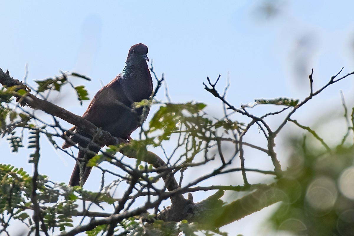 Delegorgue's Pigeon - ML622123727