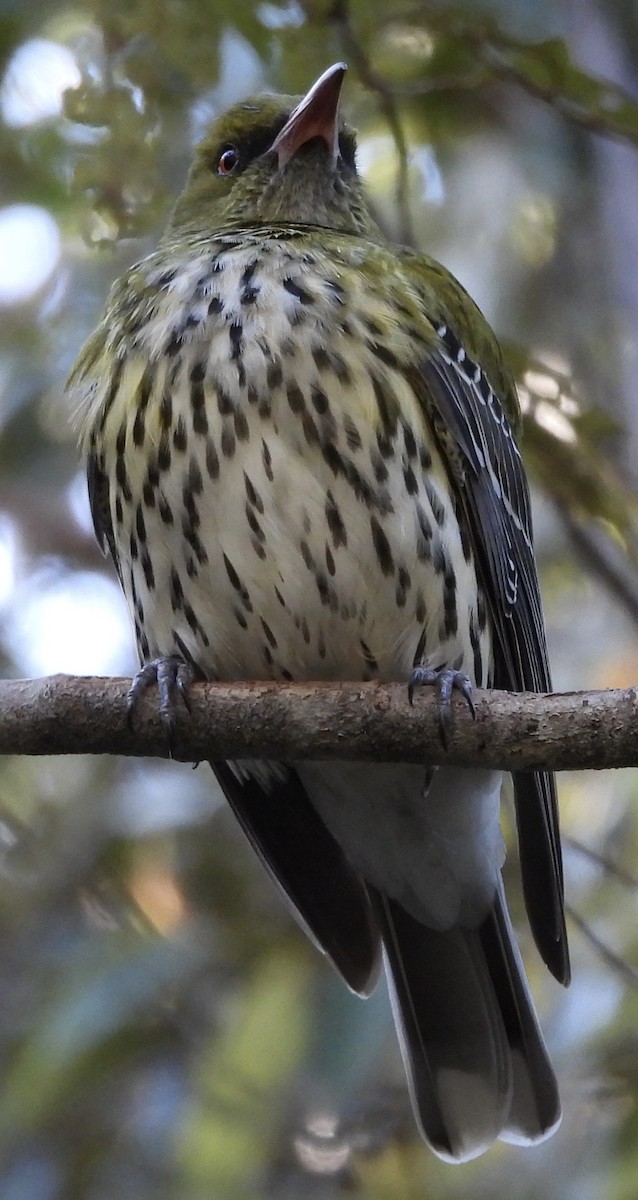 Olive-backed Oriole - ML622123728