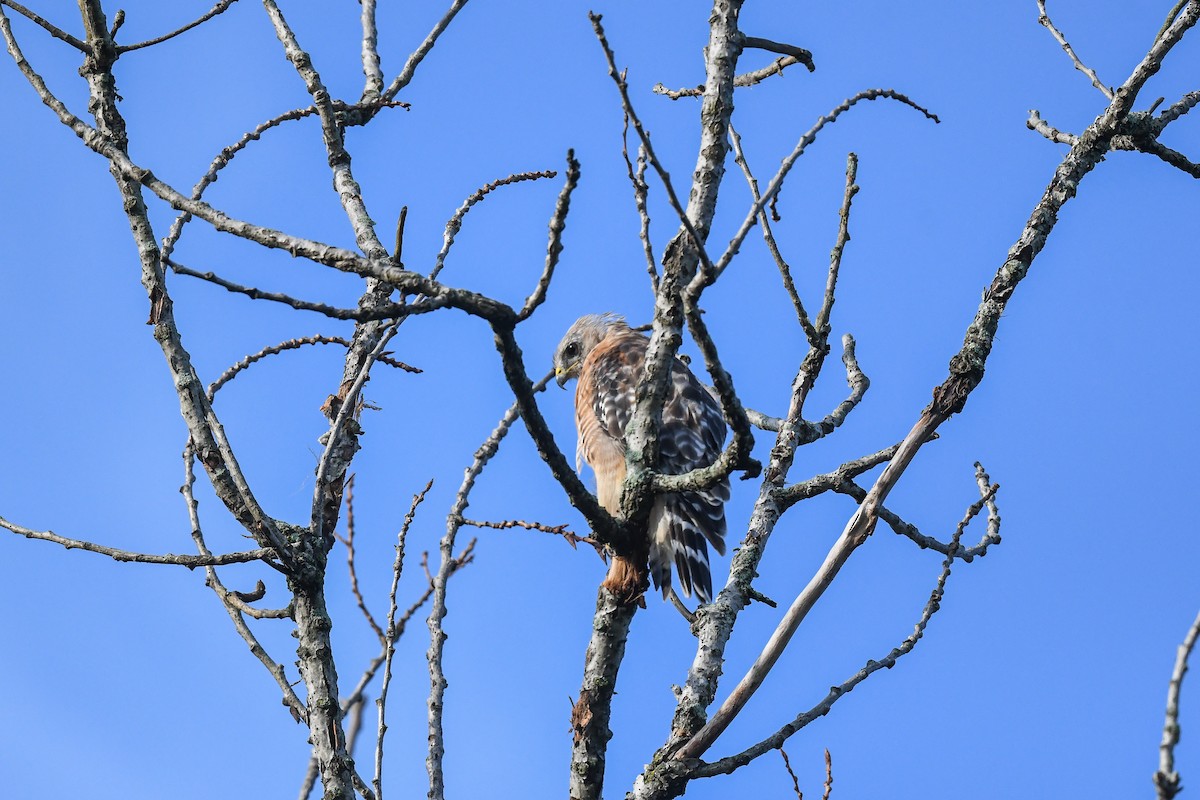 Red-shouldered Hawk - ML622123729