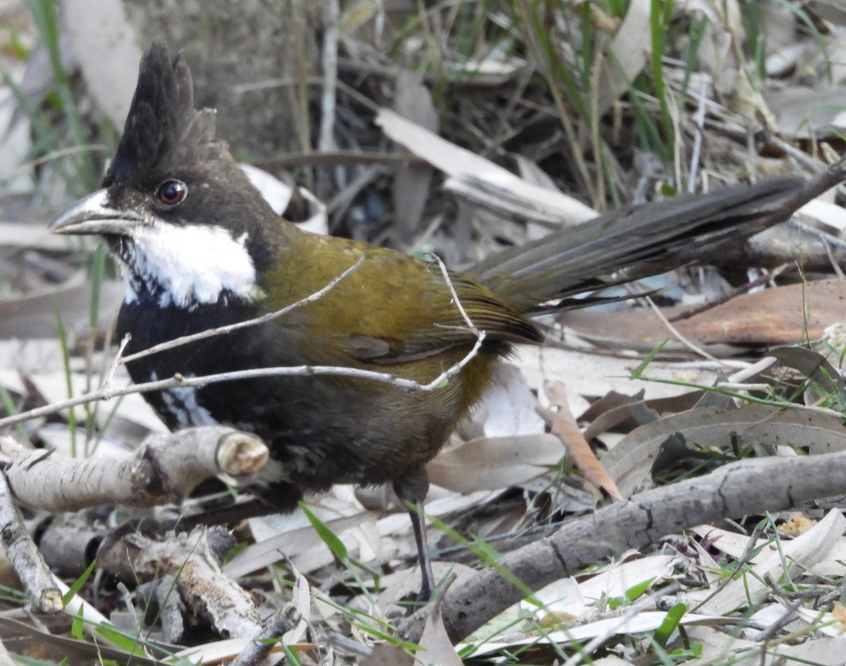 Eastern Whipbird - ML622123731