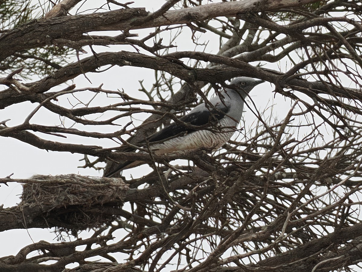 Ground Cuckooshrike - ML622123732