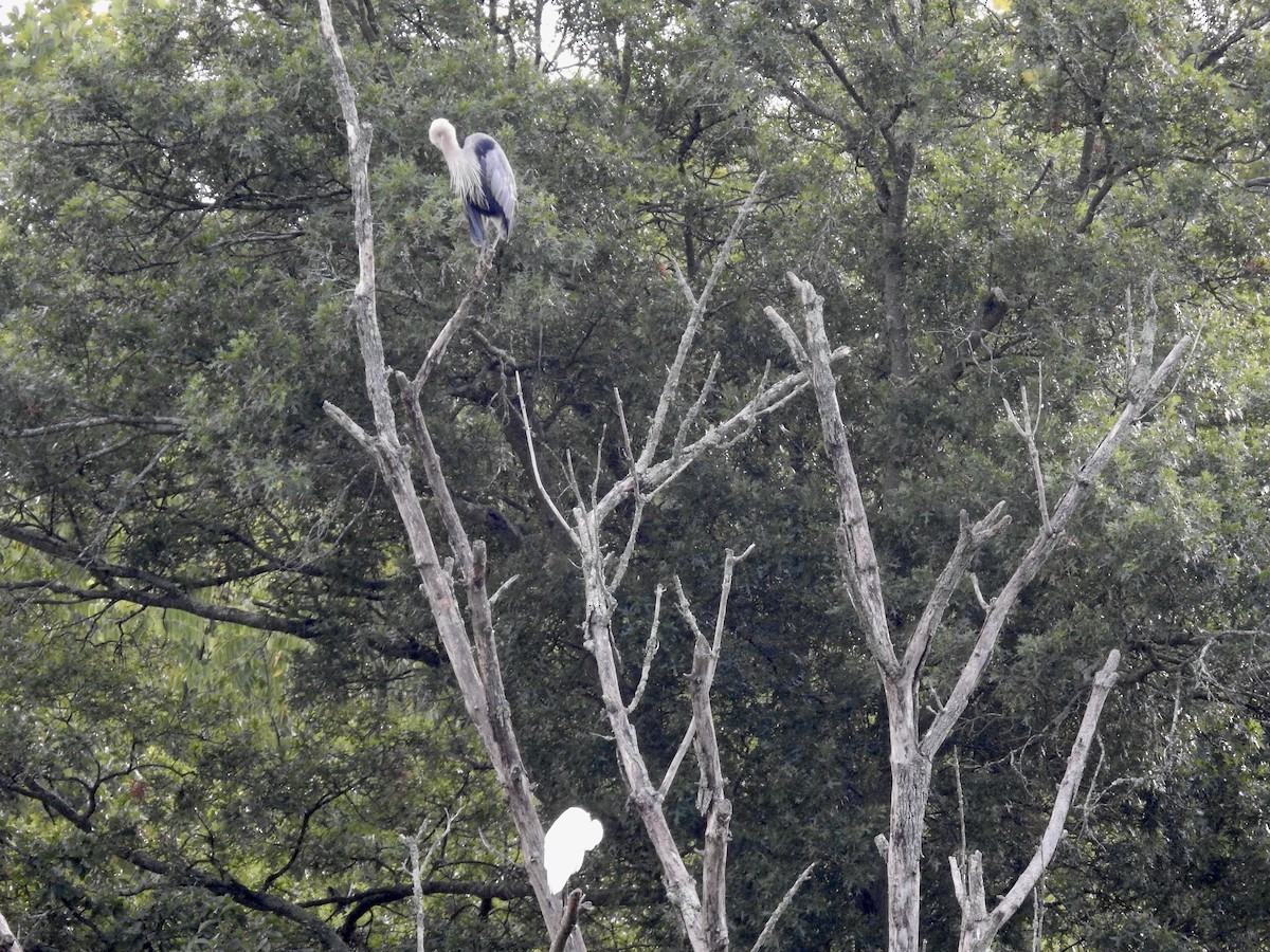 Great Blue Heron (Great Blue) - ML622123733