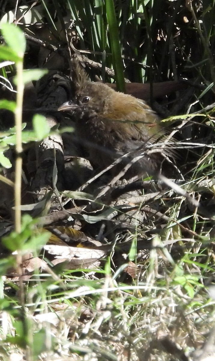 Eastern Whipbird - ML622123735