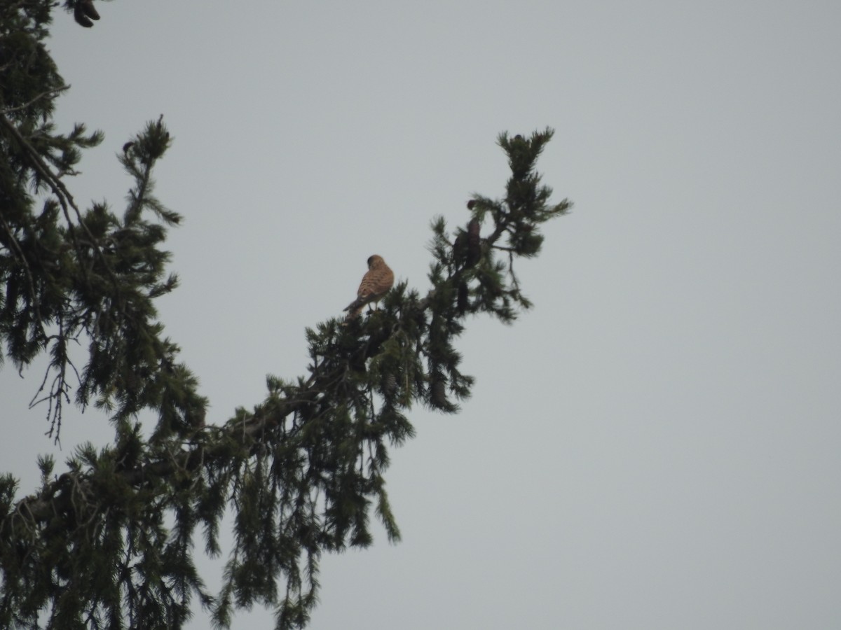 Eurasian Kestrel - Azan Karam