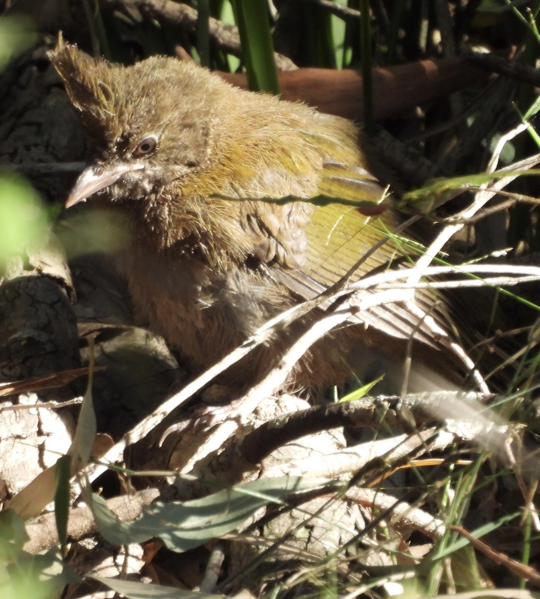 Eastern Whipbird - ML622123746