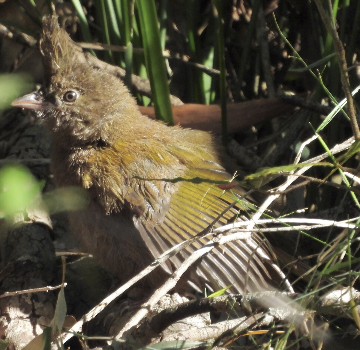 Eastern Whipbird - ML622123751