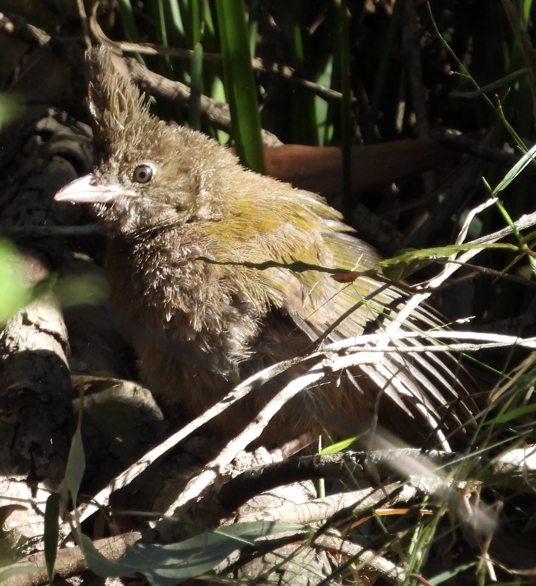 Eastern Whipbird - ML622123752