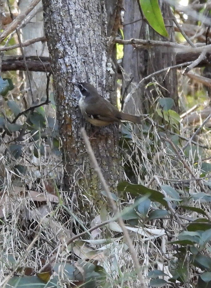 Weißbrauensericornis - ML622123753