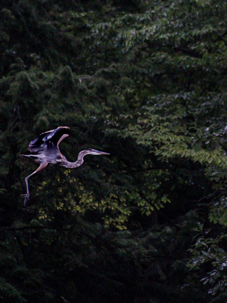 Great Blue Heron - Melissa Powell