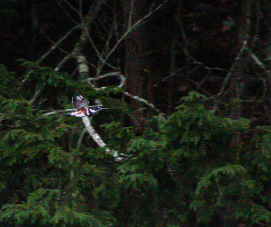 Belted Kingfisher - Melissa Powell