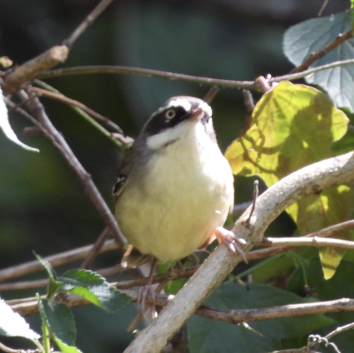 Weißbrauensericornis - ML622123770