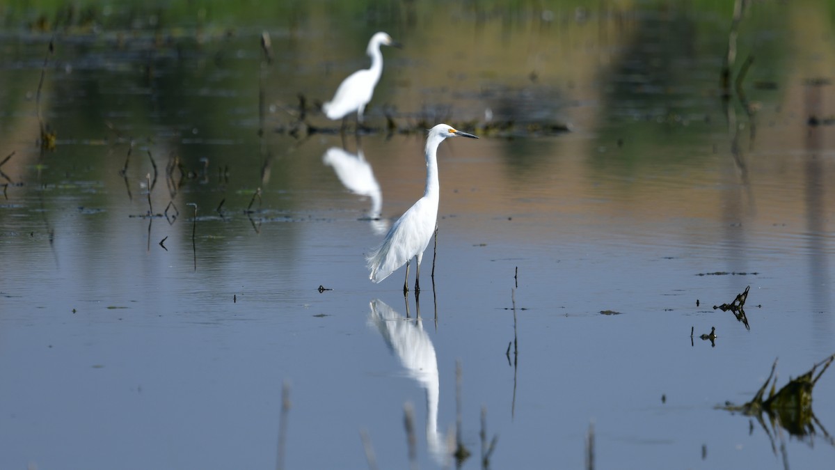 Snowy Egret - ML622123781