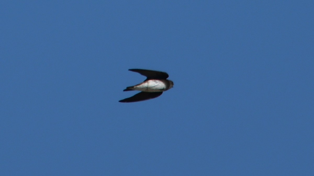 Bank Swallow - ML622123785