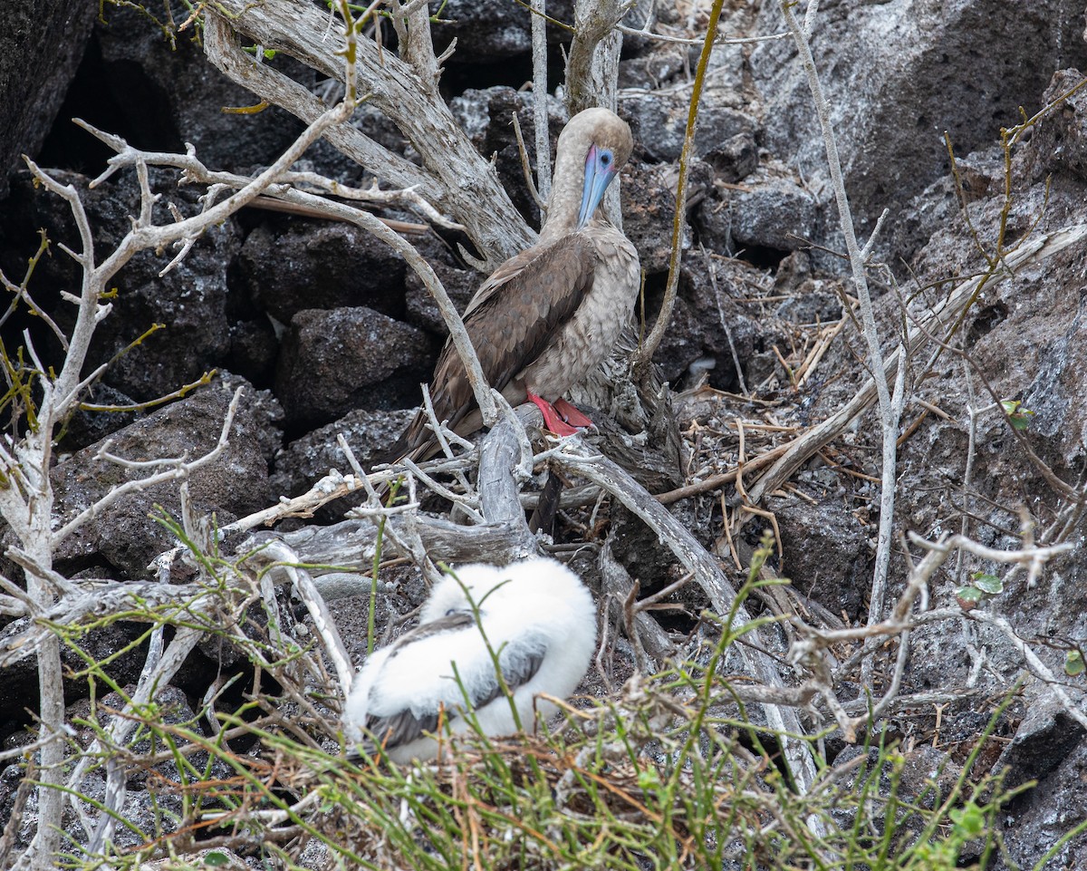 rødfotsule (websteri) - ML622123792