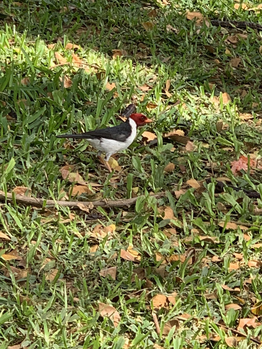 Yellow-billed Cardinal - ML622123797