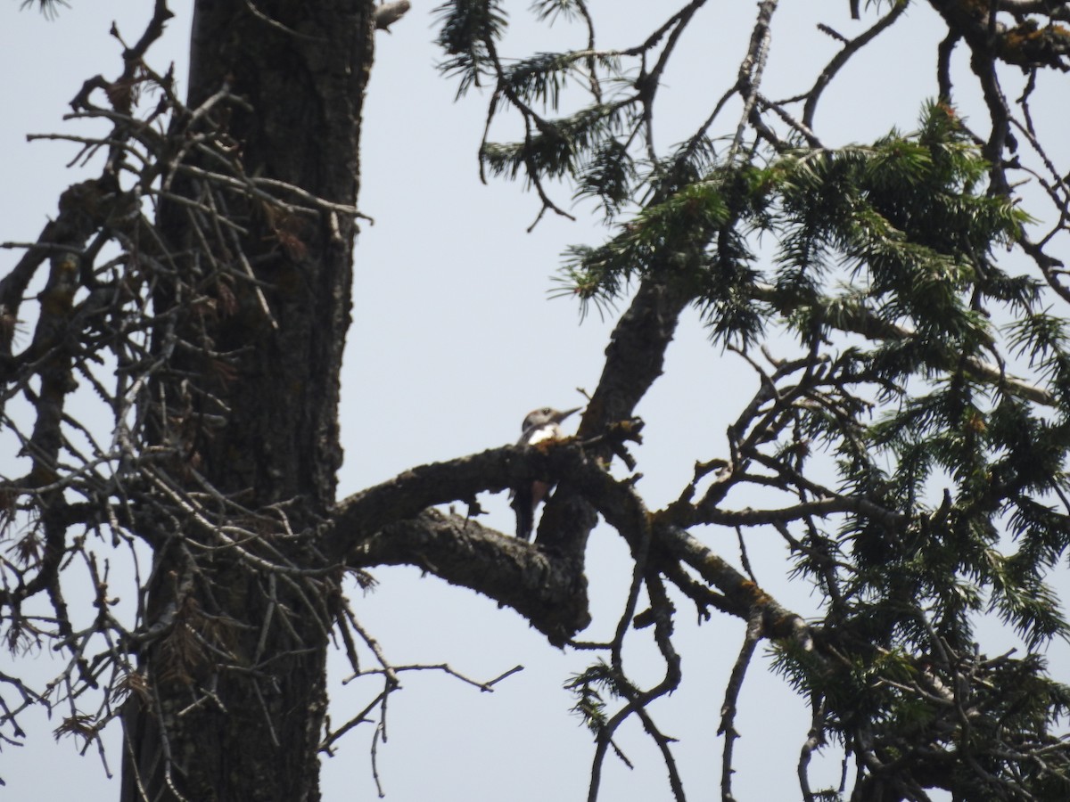 Himalayan Woodpecker - ML622123800