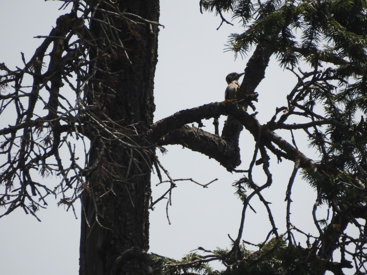 Himalayan Woodpecker - ML622123801