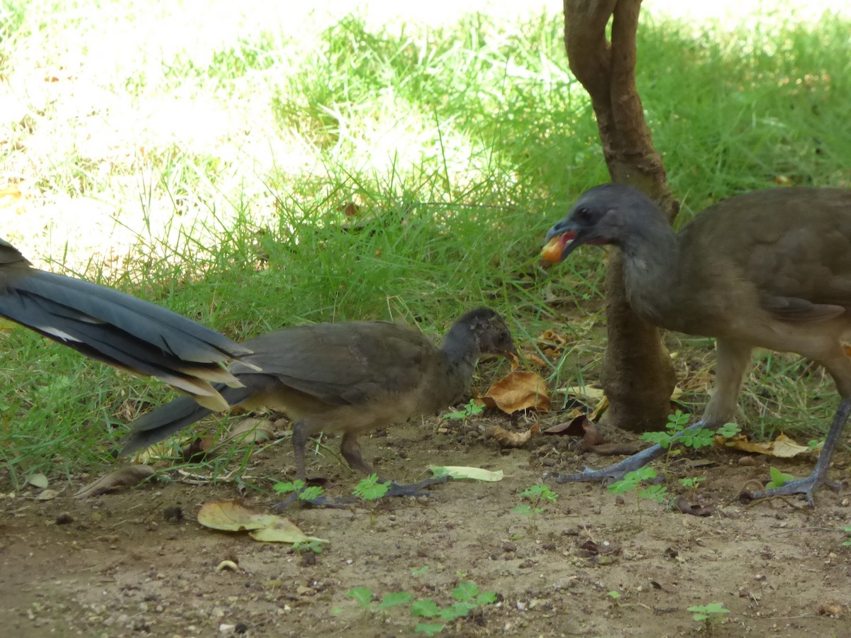 Plain Chachalaca - ML622123802