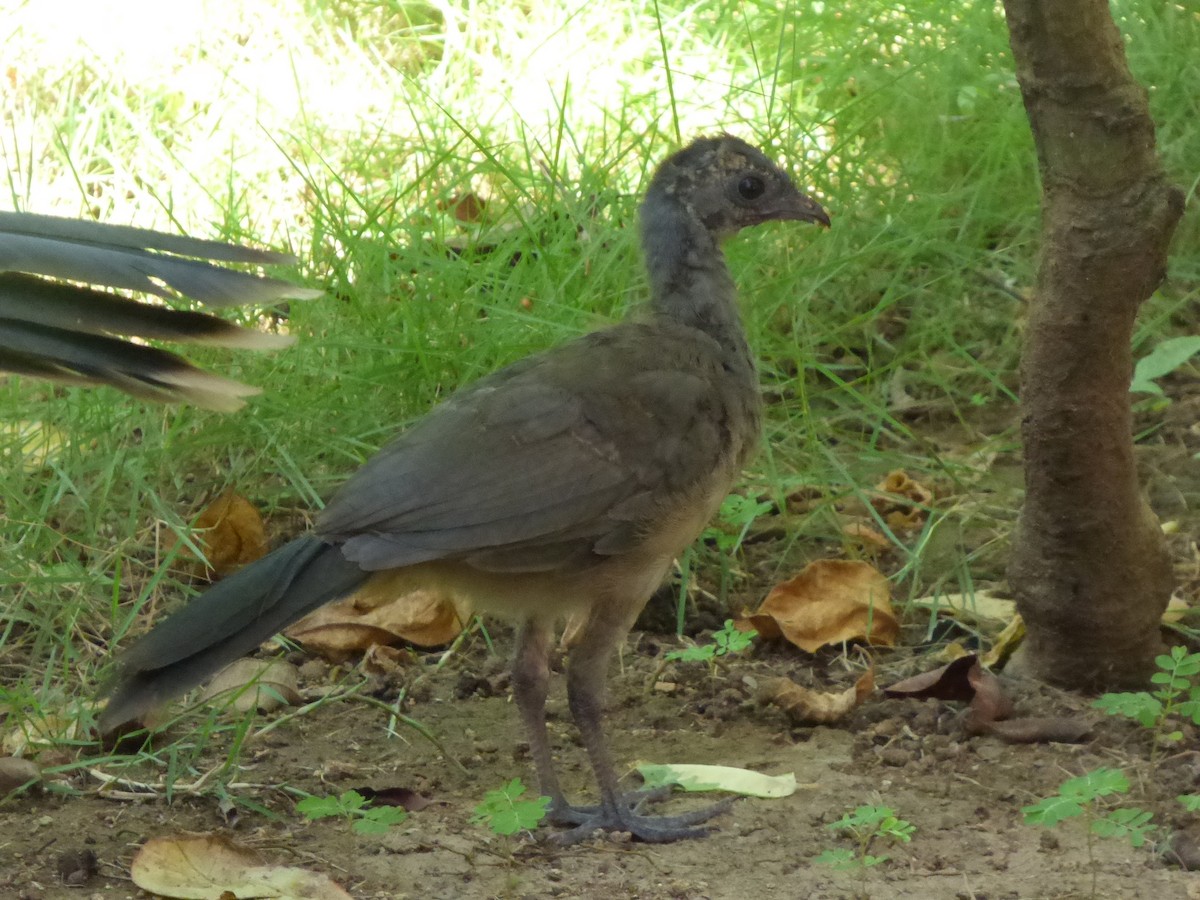 Plain Chachalaca - ML622123803