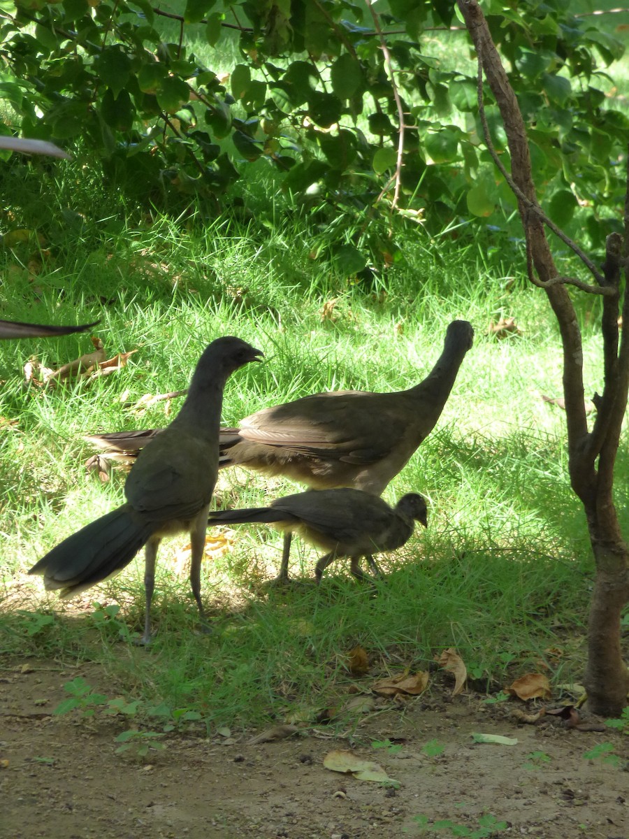 Plain Chachalaca - Luciano Siviter