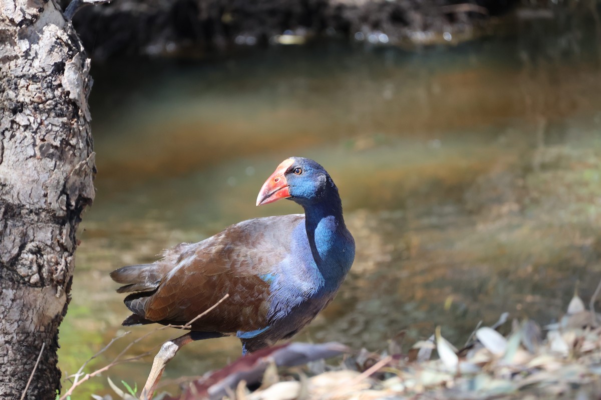 Australasian Swamphen - ML622123806