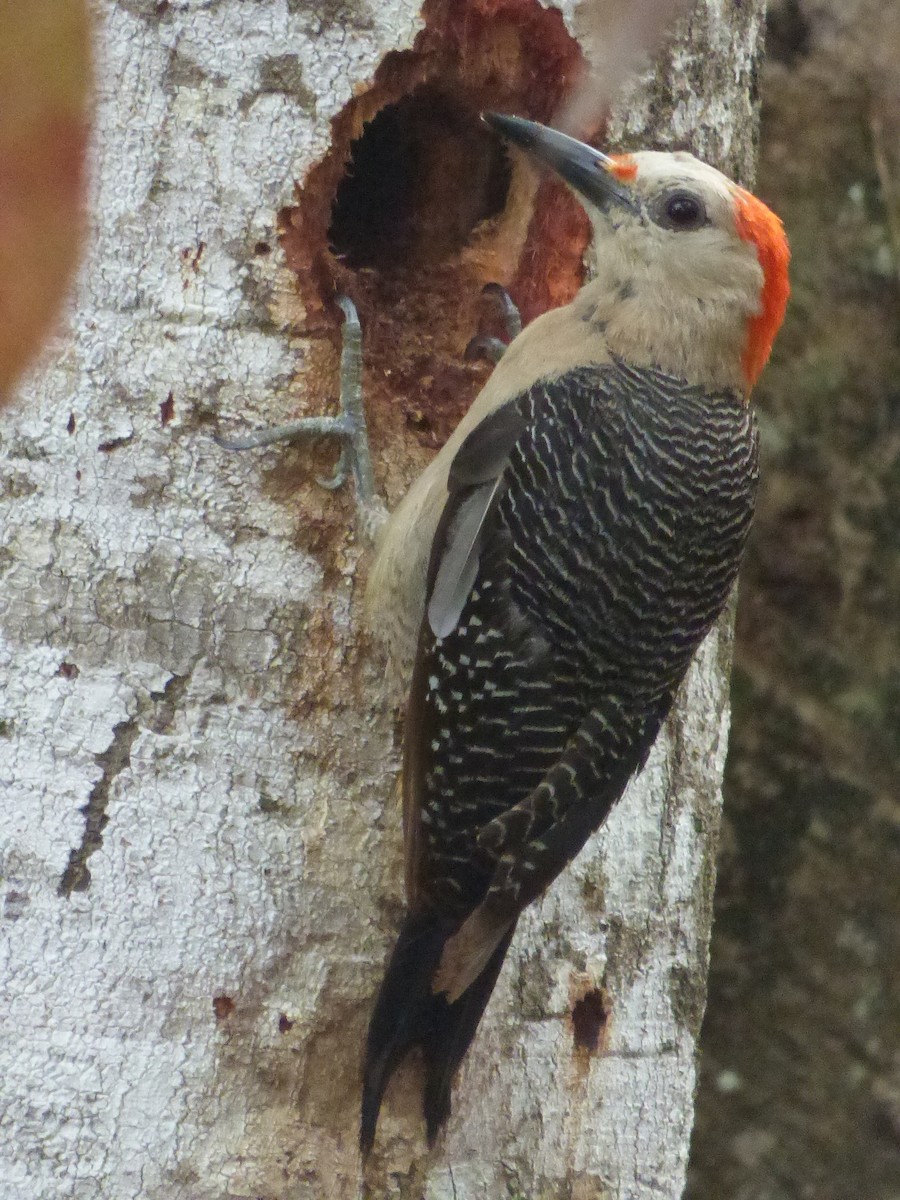 Golden-fronted Woodpecker (Velasquez's) - ML622123807