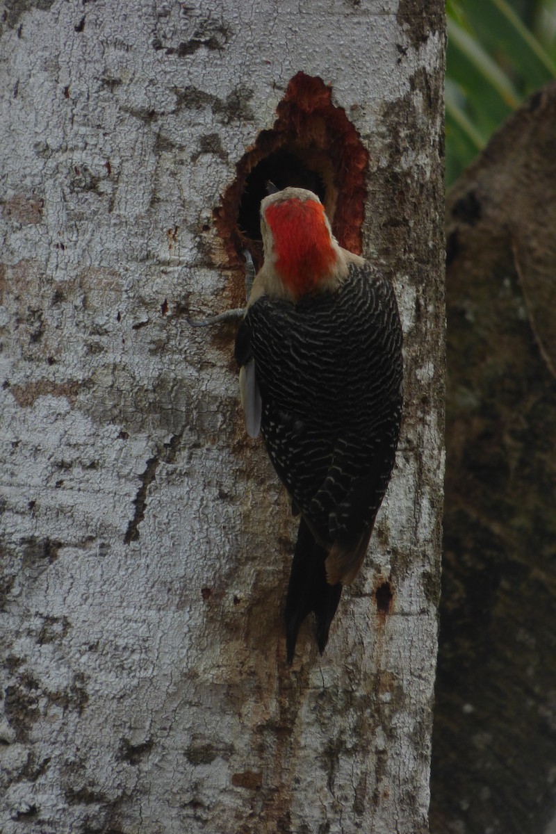 Golden-fronted Woodpecker (Velasquez's) - ML622123808