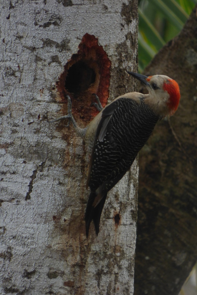 Golden-fronted Woodpecker (Velasquez's) - ML622123809