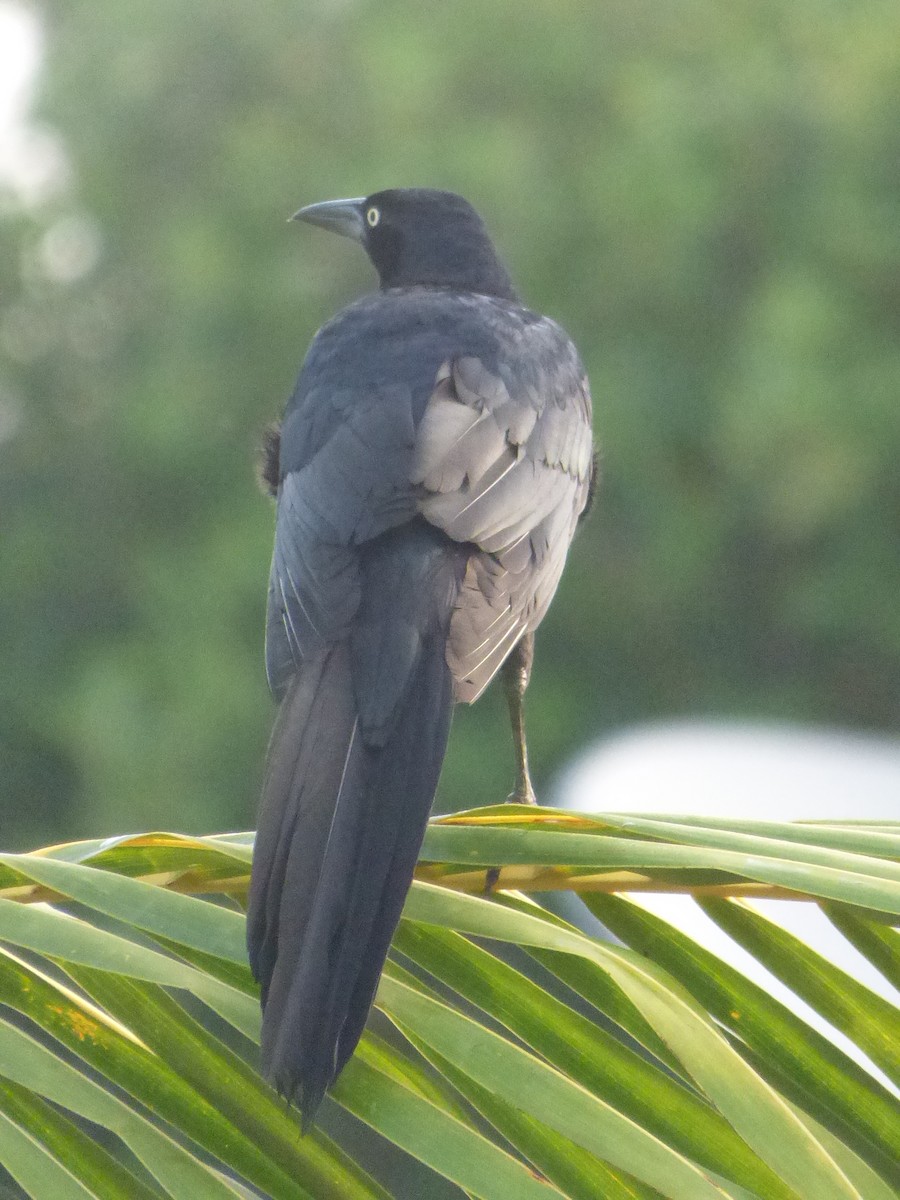 Great-tailed Grackle - ML622123811