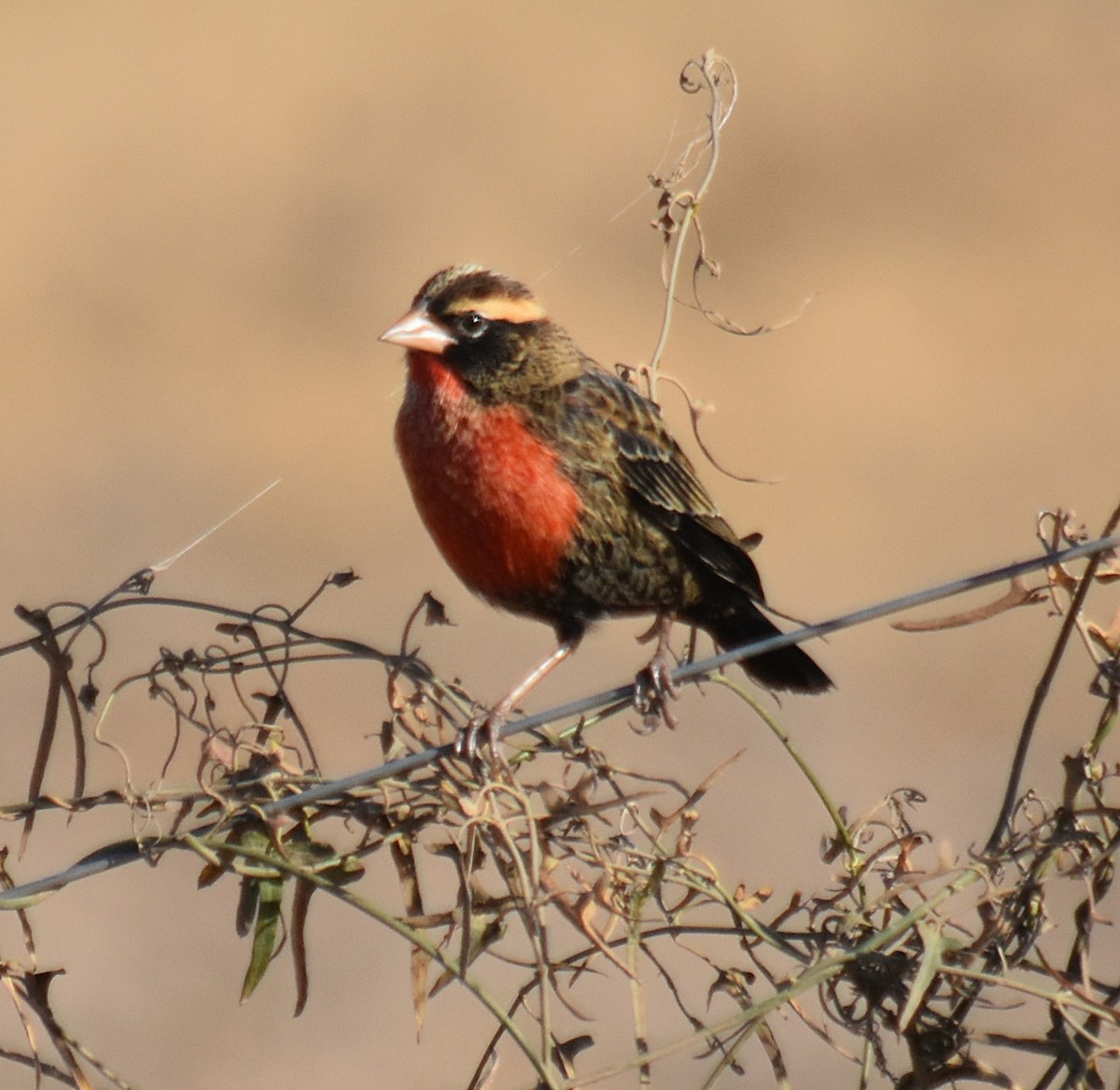 White-browed Meadowlark - ML622123815