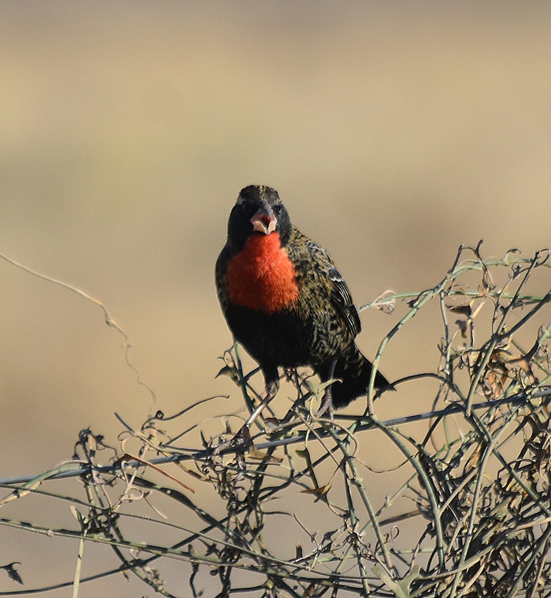 White-browed Meadowlark - ML622123816