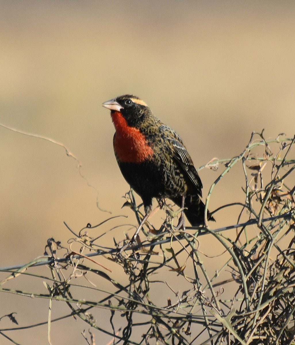 White-browed Meadowlark - ML622123817