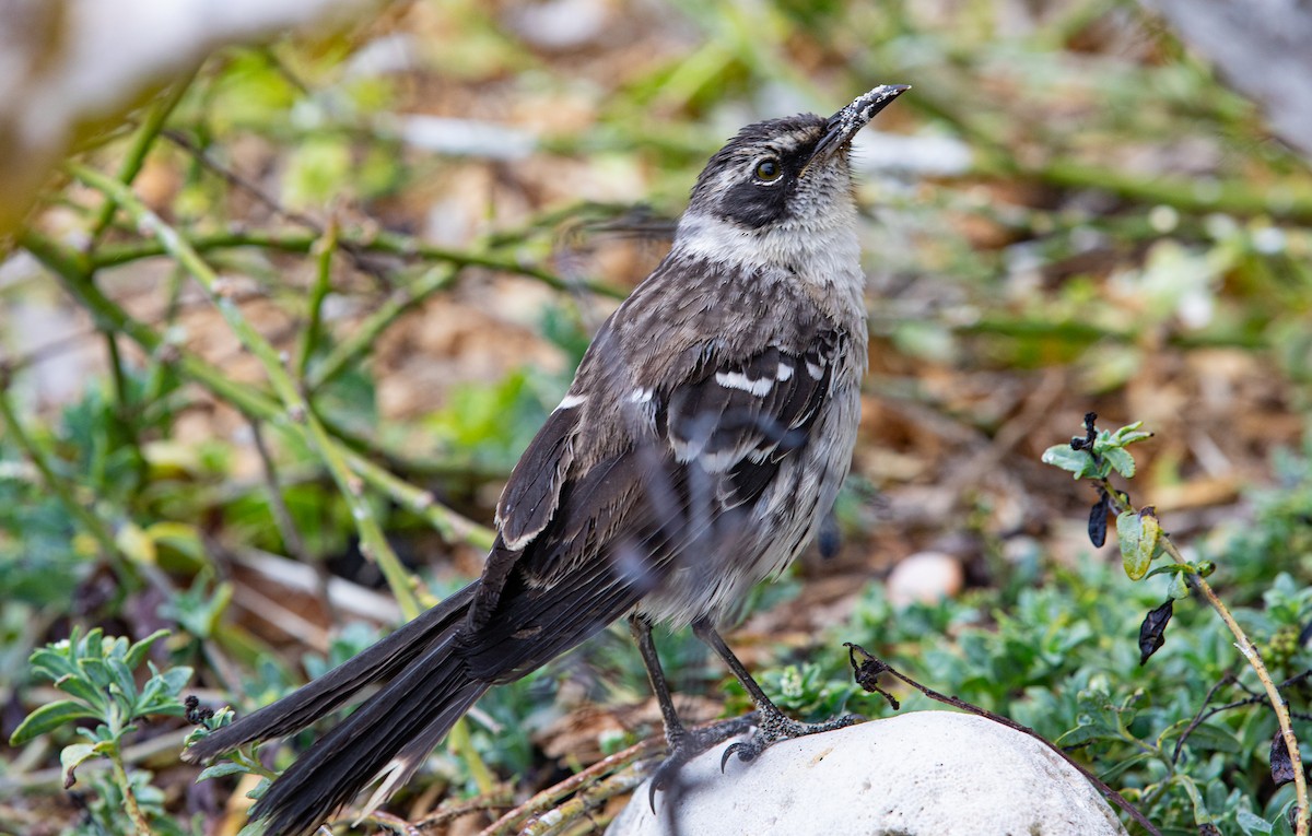 Galapagos Mockingbird - ML622123818