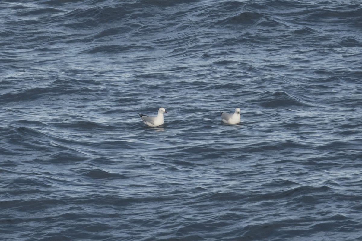 Silver Gull - ML622123820