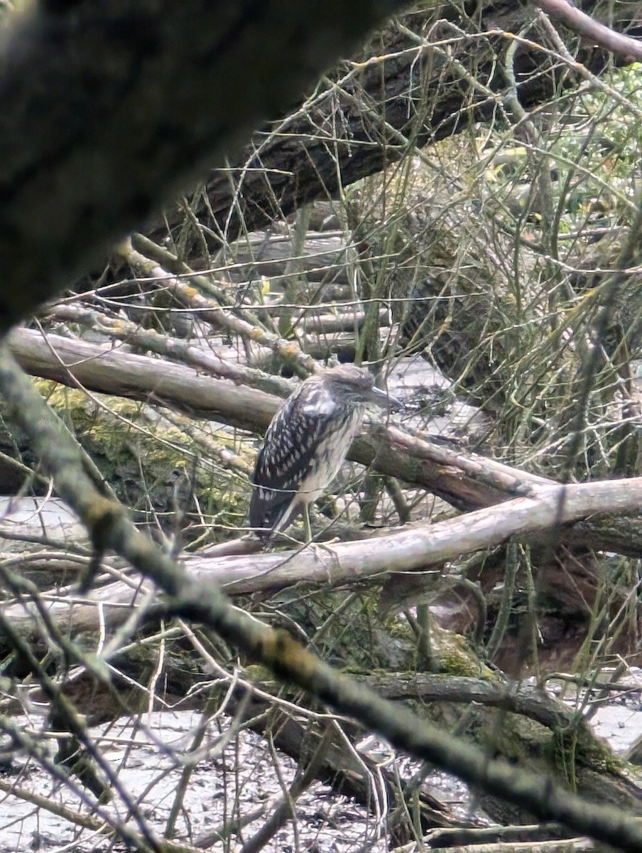 Black-crowned Night Heron - ML622123837