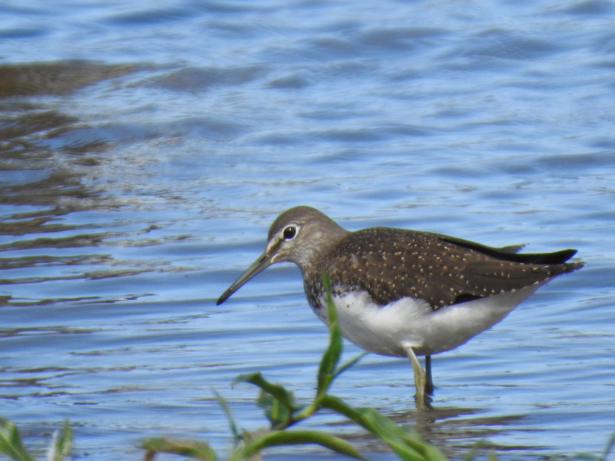 Green Sandpiper - ML622123844