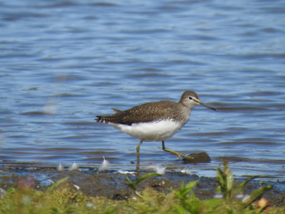 Green Sandpiper - ML622123845