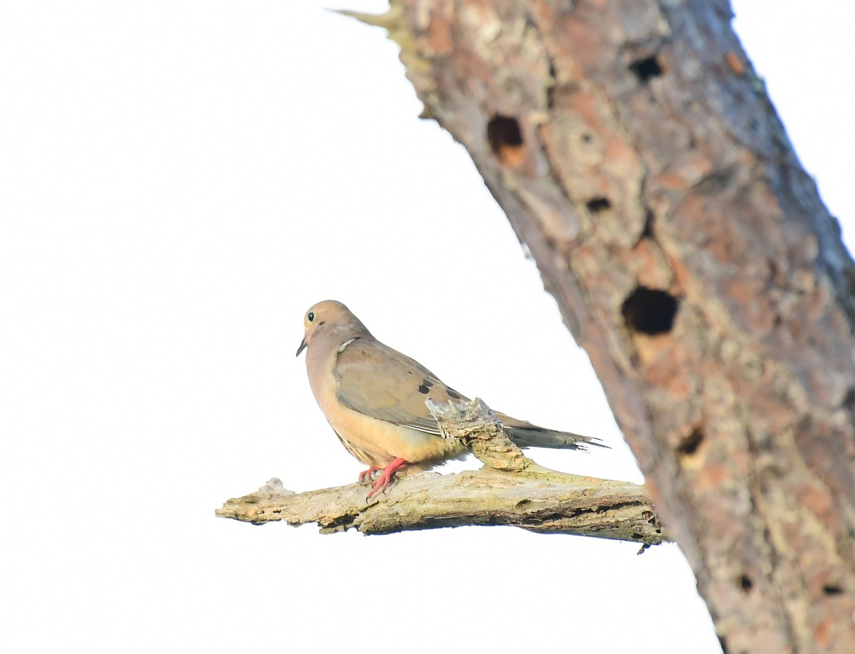 Mourning Dove - ML622123853