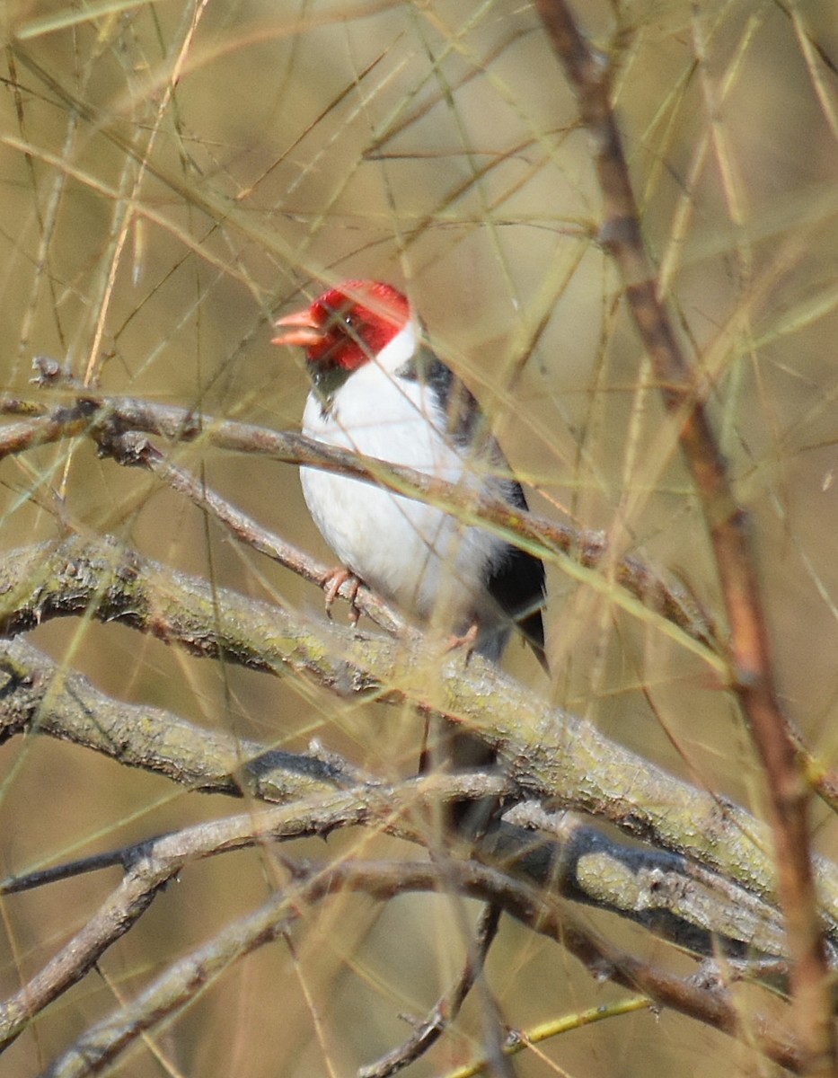 Yellow-billed Cardinal - ML622123896