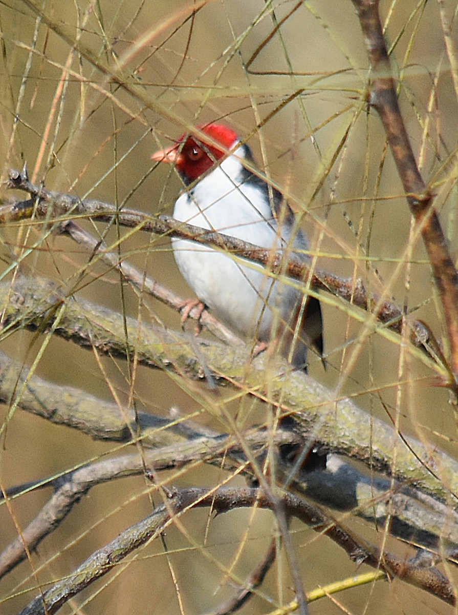 Yellow-billed Cardinal - ML622123897