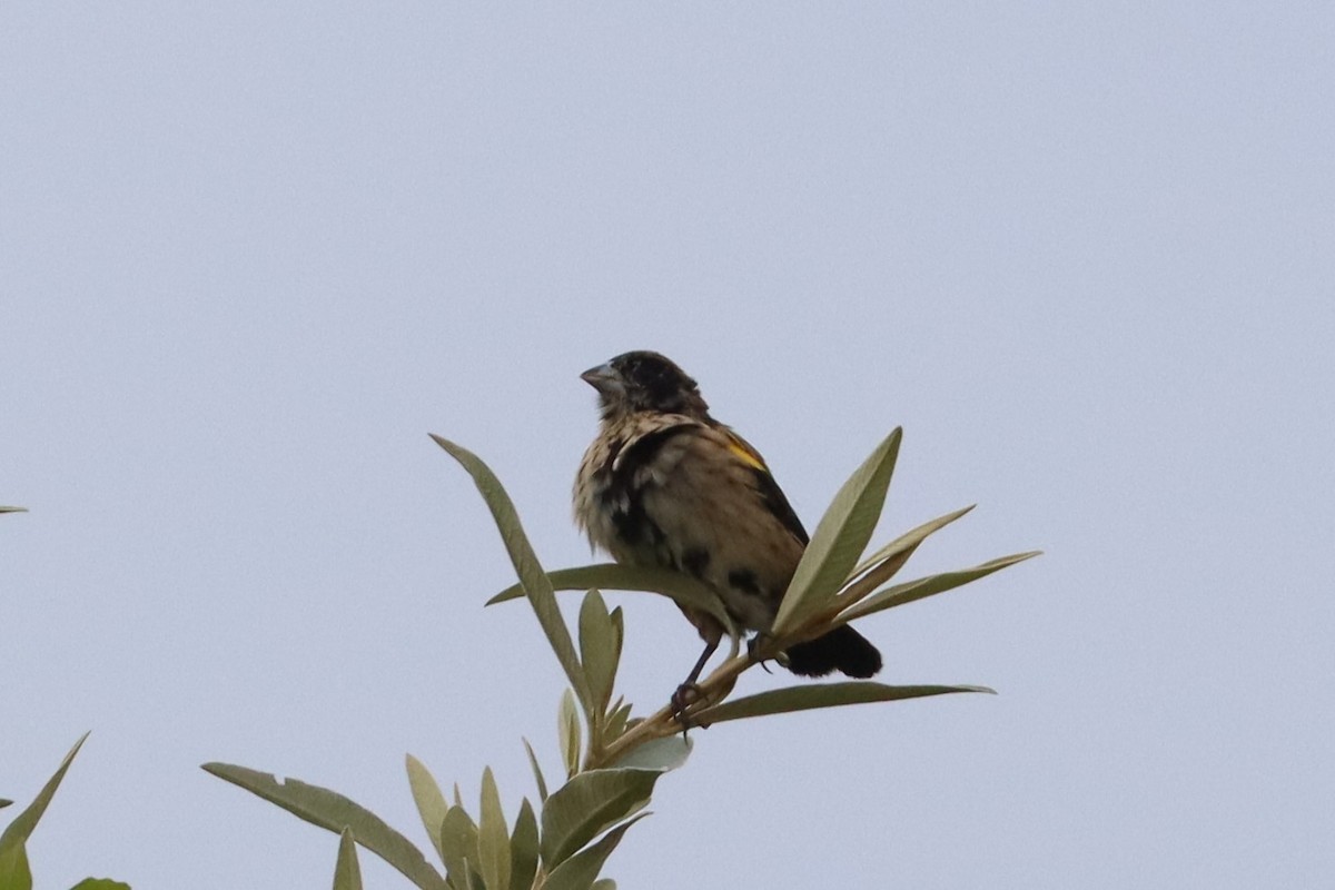 Yellow Bishop - ML622123977