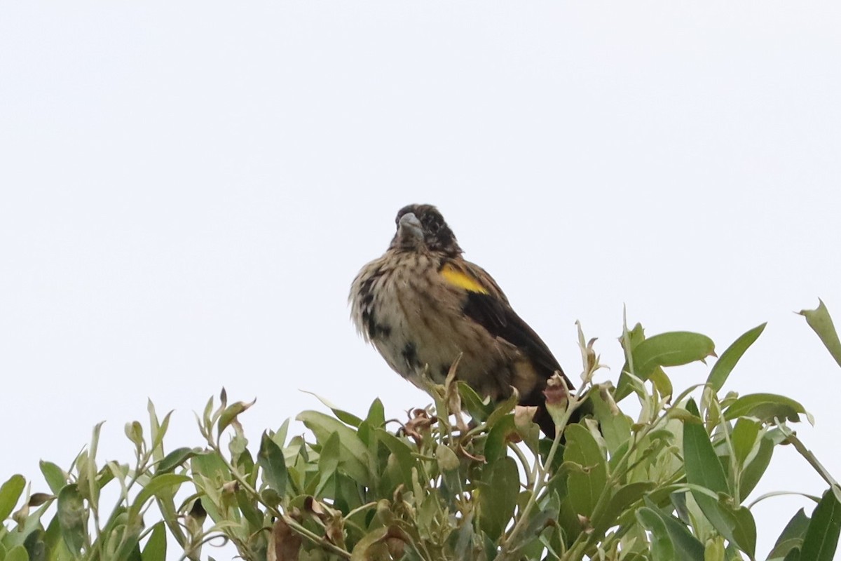 Yellow Bishop - ML622123979