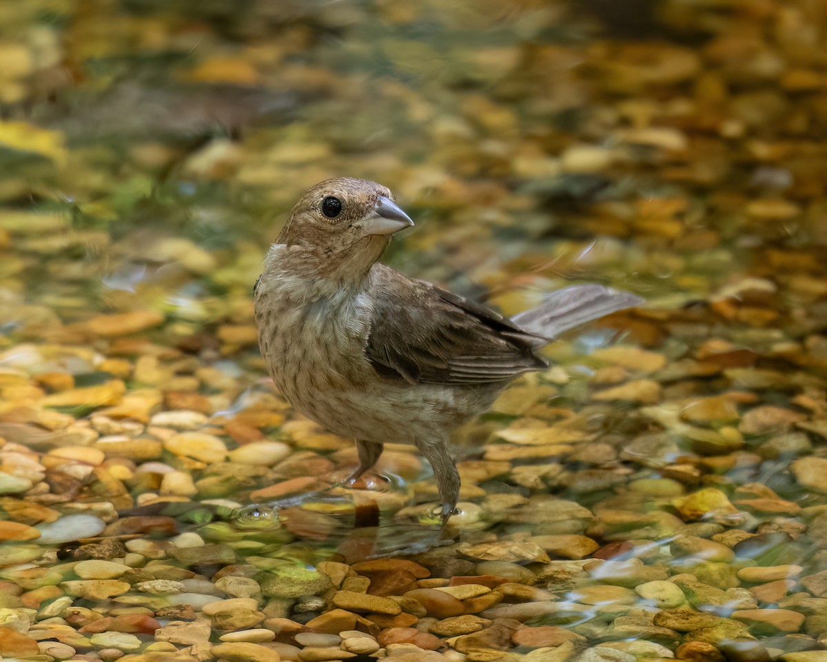 Passerin indigo - ML622123982