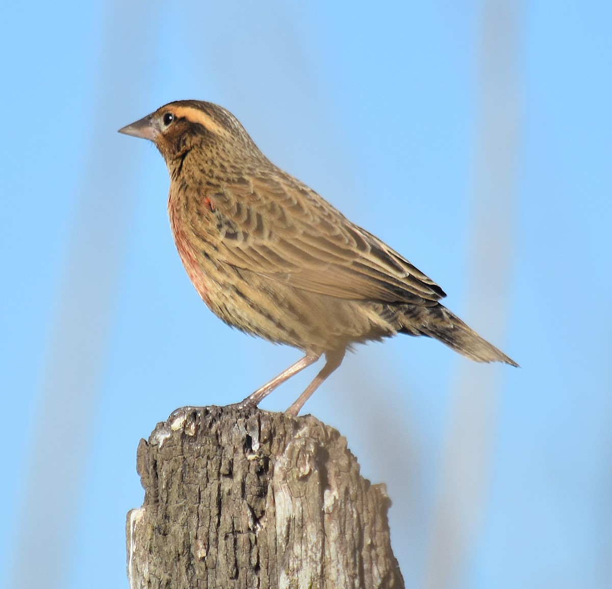 White-browed Meadowlark - ML622123983