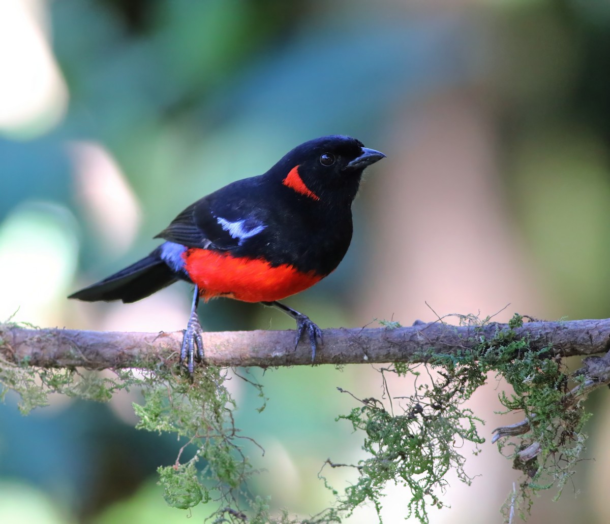 Scarlet-bellied Mountain Tanager - ML622123984