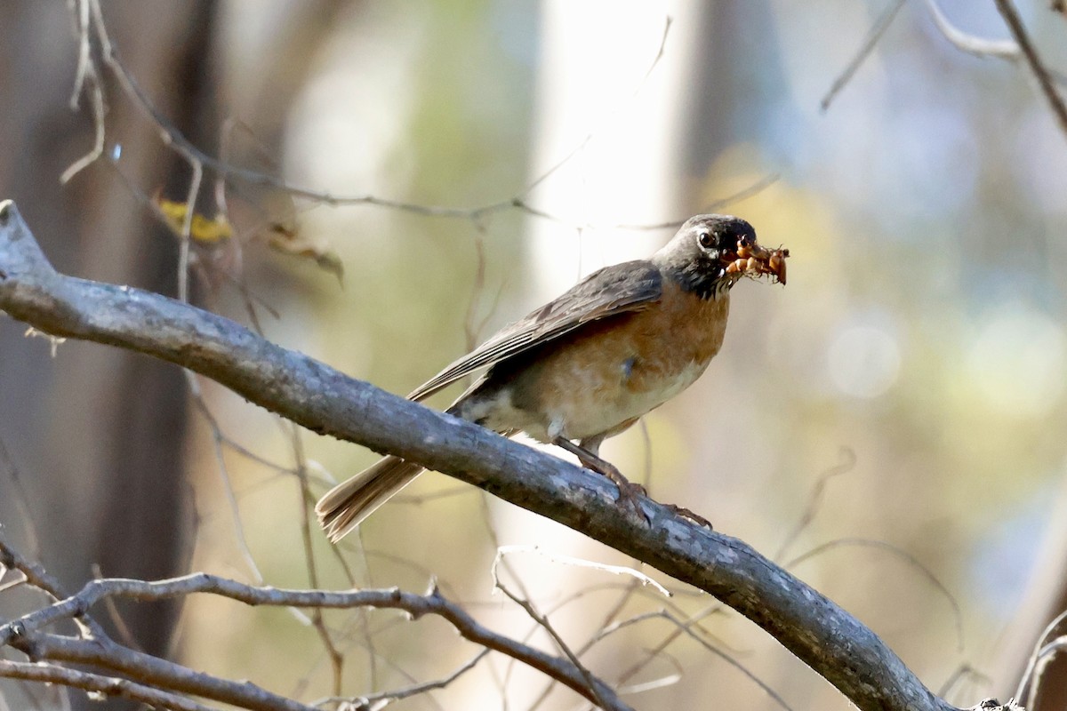 Western Bluebird - ML622123987