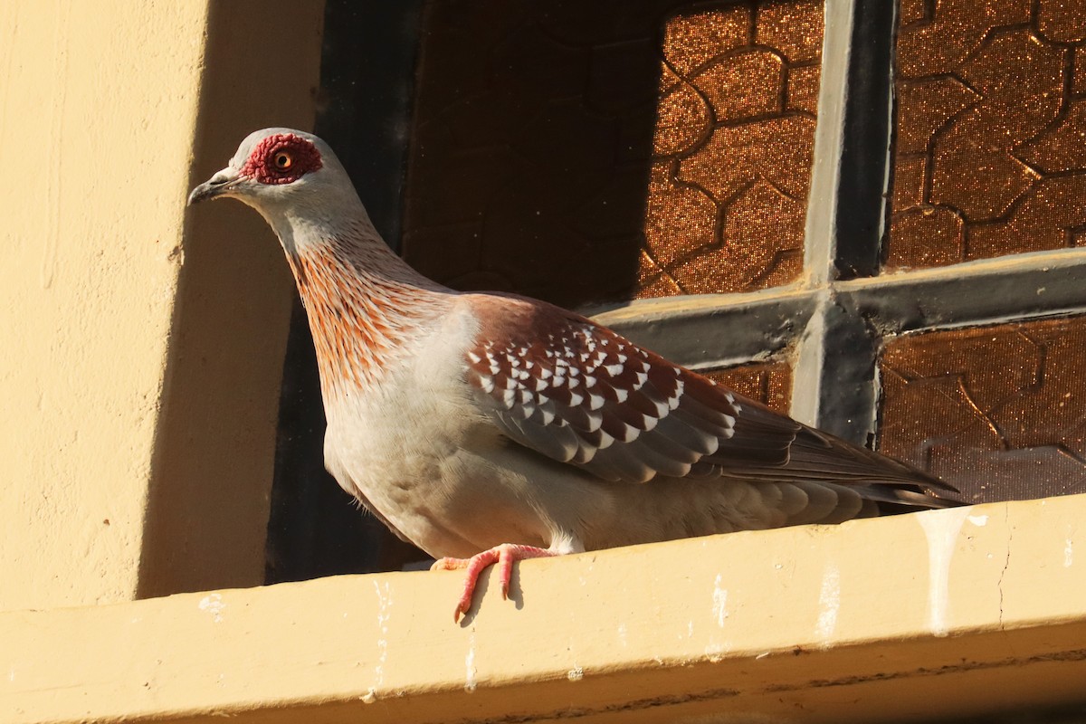 Speckled Pigeon - ML622124002